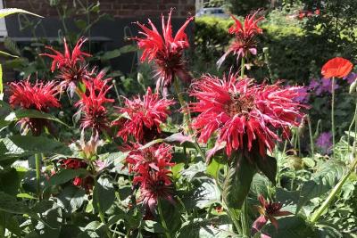 monarda in de tuin