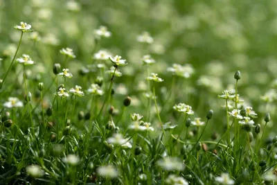 Sagina subulata in de tuin