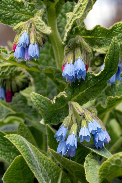 Symphytum azureum detail