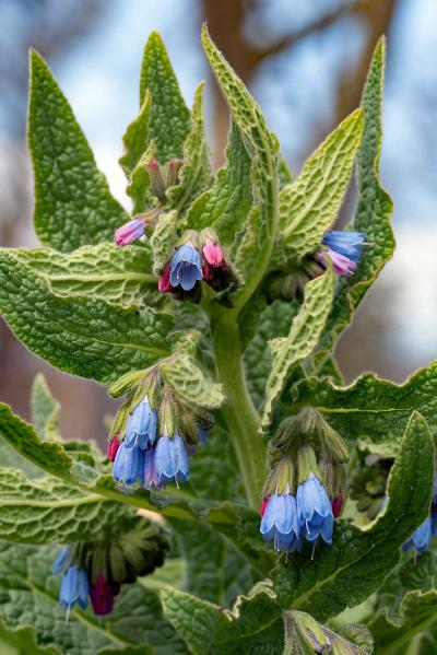 Symphytum azureum detail