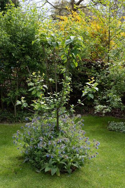 Symphytum azureum in de boomspiegel