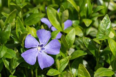 vinca minor detail