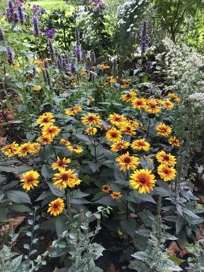 Heliopsis