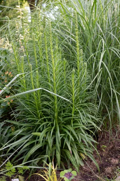Liatris