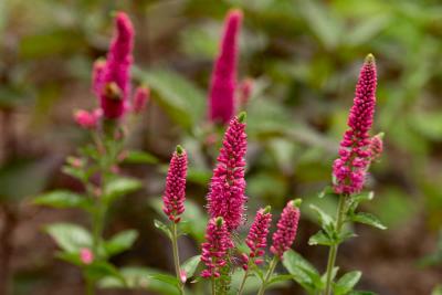 Veronica longifolia firstlove