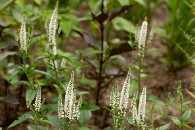 Veronica spicata first lady