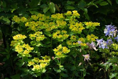 Euphorbia polychroma