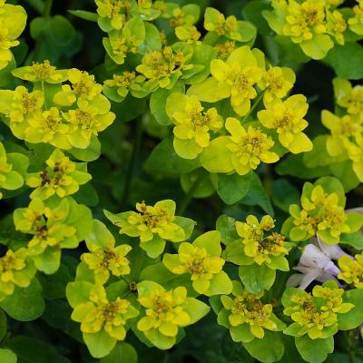 Euphorbia polychroma