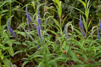 Salvia nemorosa Ostfriesland