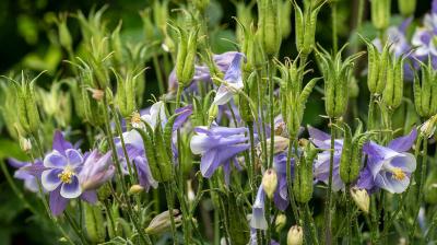 Aquilegia Biedermeier breed