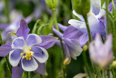 Aquilegia Biedermeier