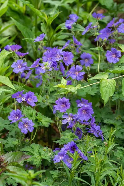 Geranium magnificum 'anemoniflorum'