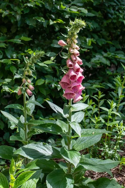 Digitalis