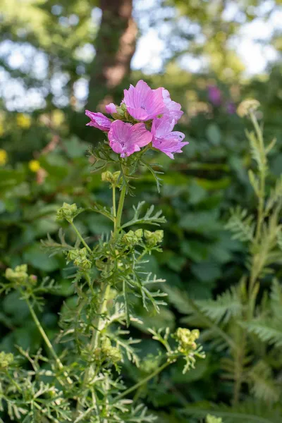 Malva moschata