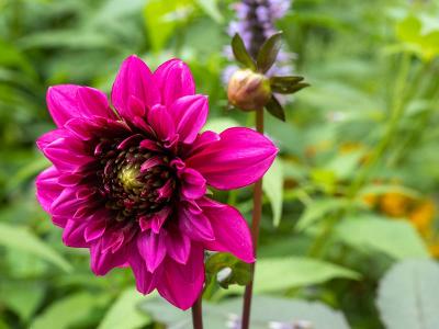 Dahlia, donkerroze