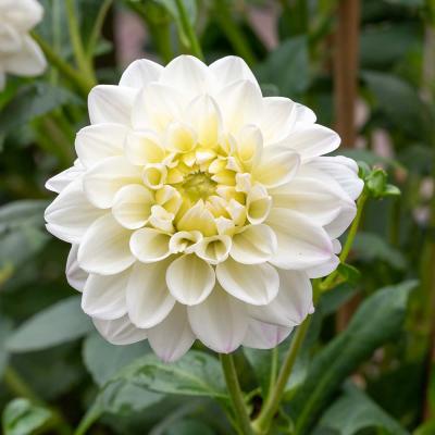 Dahlia wit