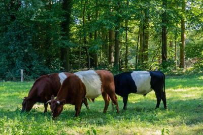 Ledeboer Lakenvelders