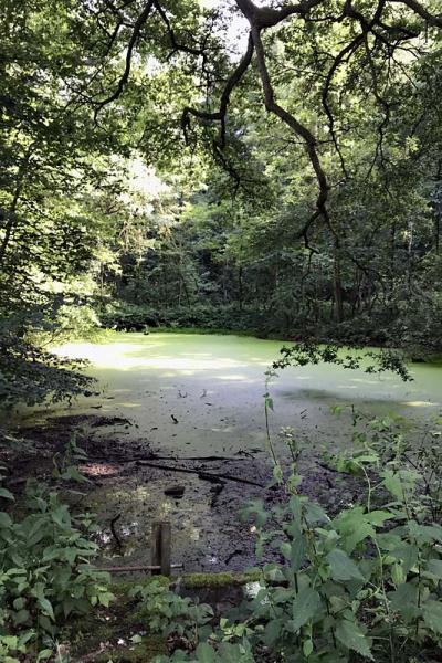 Tankenberg meertje