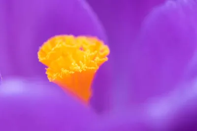 Krokus meeldraden