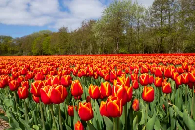 Felgekleurde tulpen