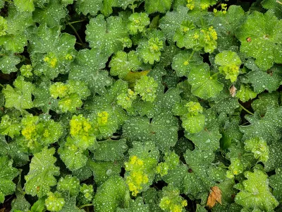 Alchemilla met druppels
