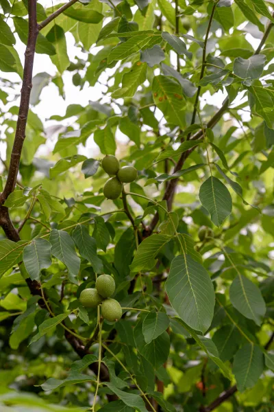 walnoten in de boom