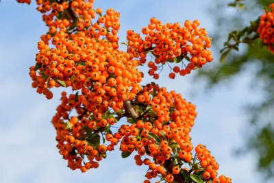 vuurdoorn bessen