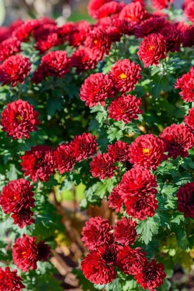 chrysant rood