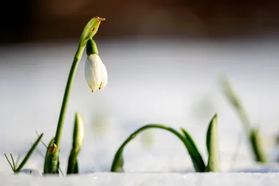sneeuwklokje in de sneeuw