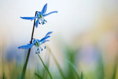 scilla siberica