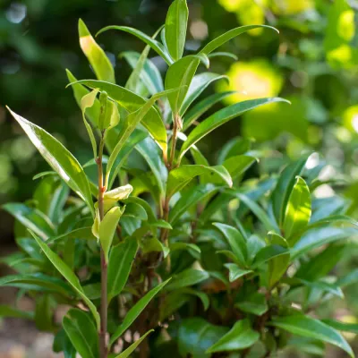 sarcocca