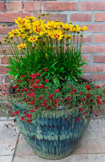 coreopsis in een pot met anjers