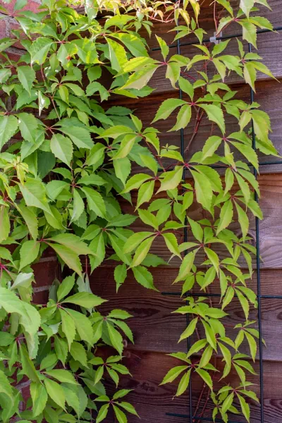 parthenocissus groen