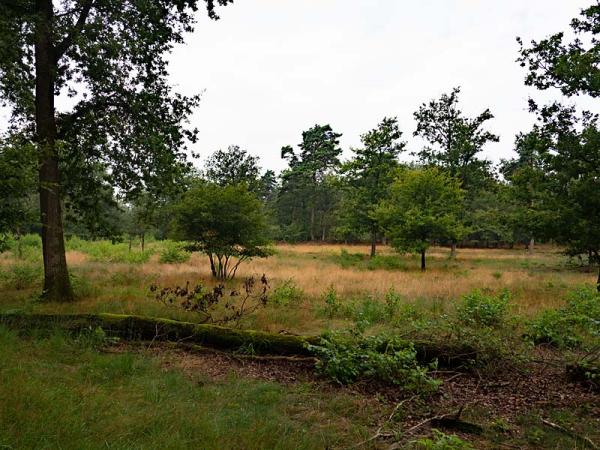 Borkeld, zicht op de heide 2