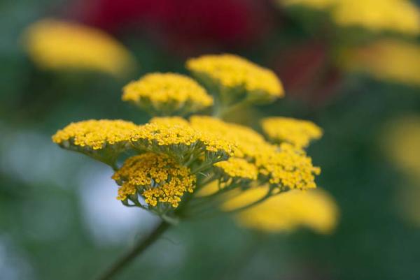 Achillea geel 2