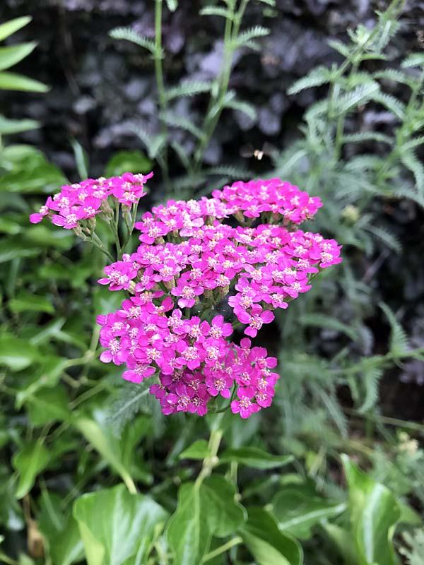 Achillea roze-lila 1