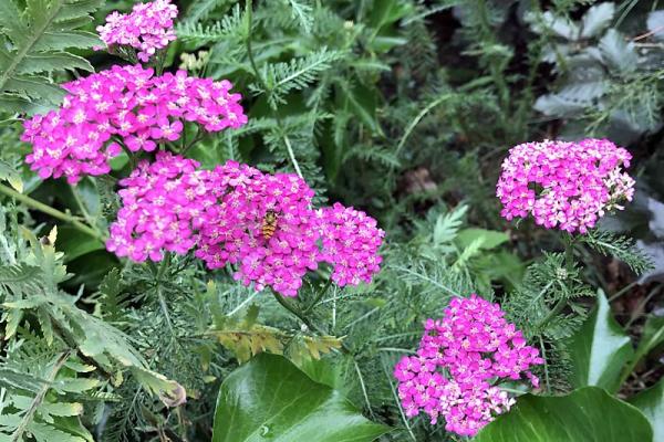 Achillea roze-lila 2