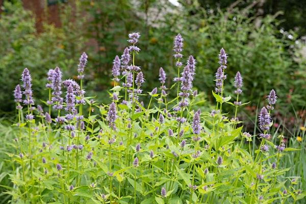 agastache in de tuin