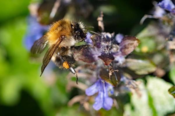 Ajuga met bij