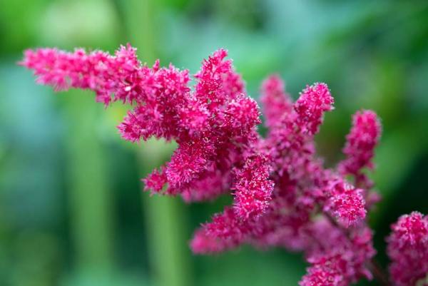 Astilbe in de tuin