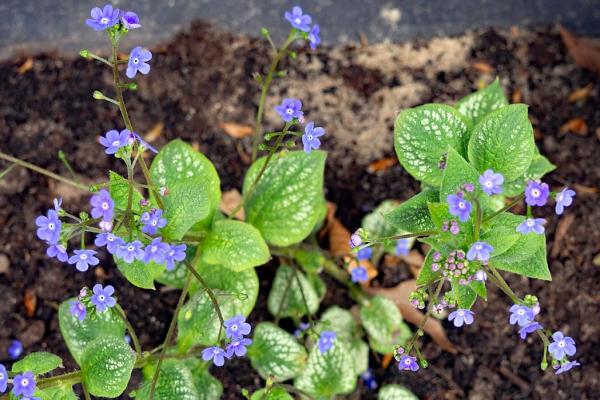 brunnera macrophylla in de tuin