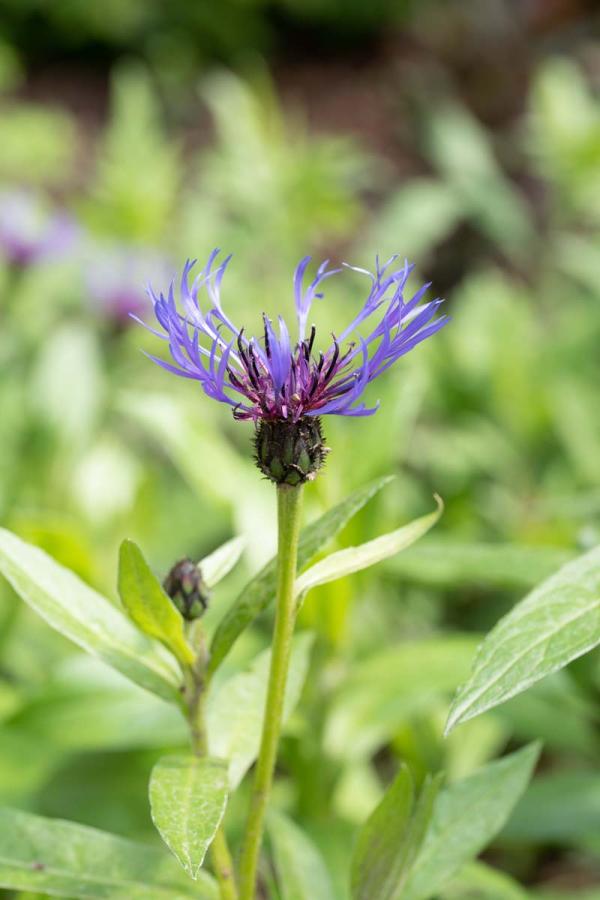 Centaurea montana coerulea detail