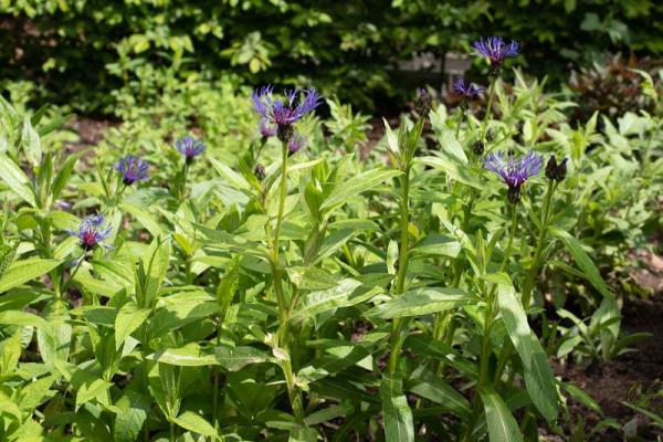 Centaurea montana coerulea in de tuin