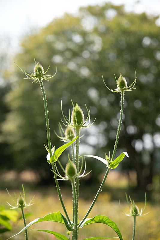 Dipsacus fullonum nog niet echt in bloei