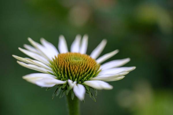 Echinacea purpura alba