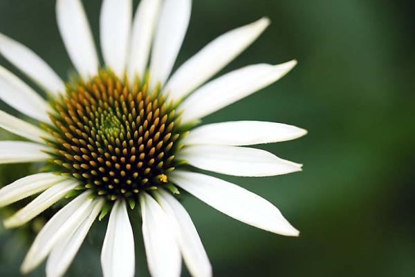 Echinacea purpura alba close-up