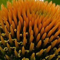 Echinacea purpura alba detail