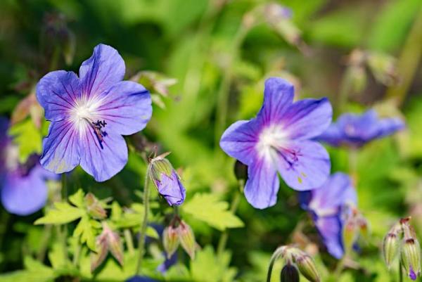 Geranium, lila