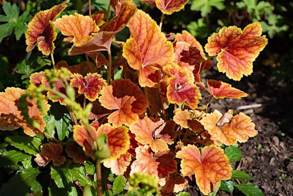 Heuchera in de tuin