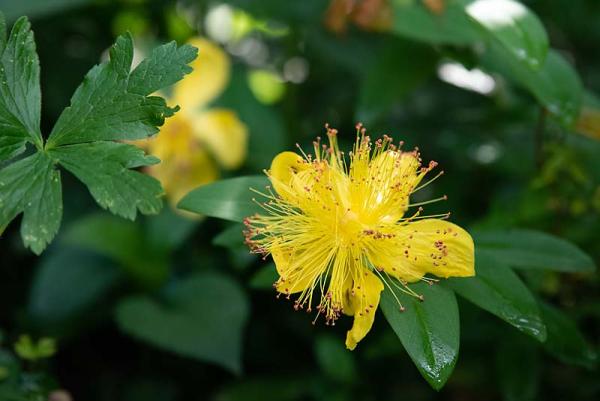 Hypericum bloem van boven